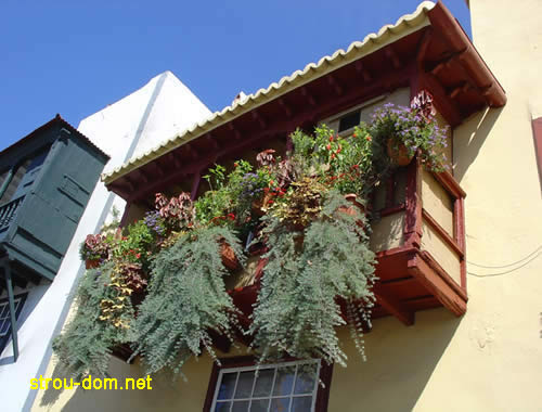 Уход за цветами на балконе