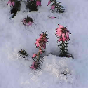 Эрика - цветок из-под снега