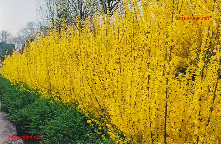 Ярко-желтая листва кустарников