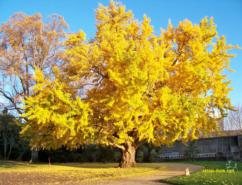 дерево гинкго - краски осеннего сада