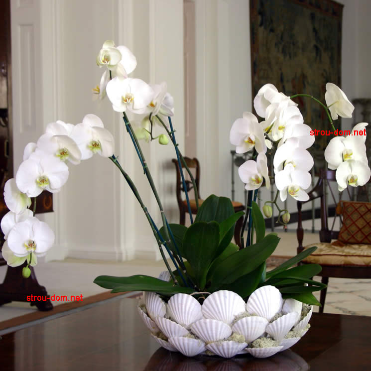 Как вырастить орхидеи в домашних условиях