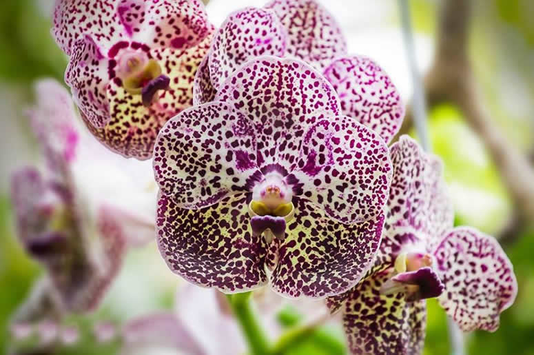 Заставить цвести орхидеи в домашних условиях