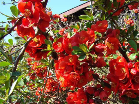 Растение С Красными Цветами Фото